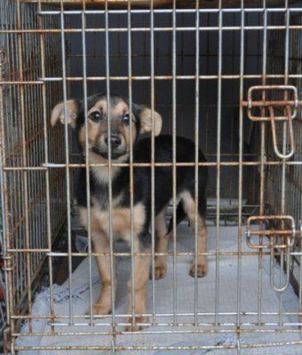 Asociaţia Save the Dogs acuză oamenii legii că nu au salvat două animale încuiate în casă. VEZI REACŢIA POLIŢIEI!